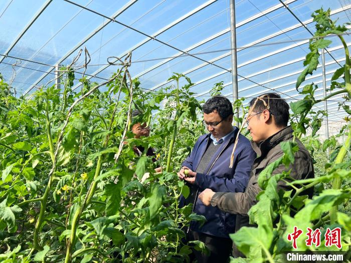 圖為農(nóng)業(yè)專家對(duì)合作社蔬菜種植進(jìn)行技術(shù)指導(dǎo)。(資料圖) 山東省農(nóng)科院 供圖