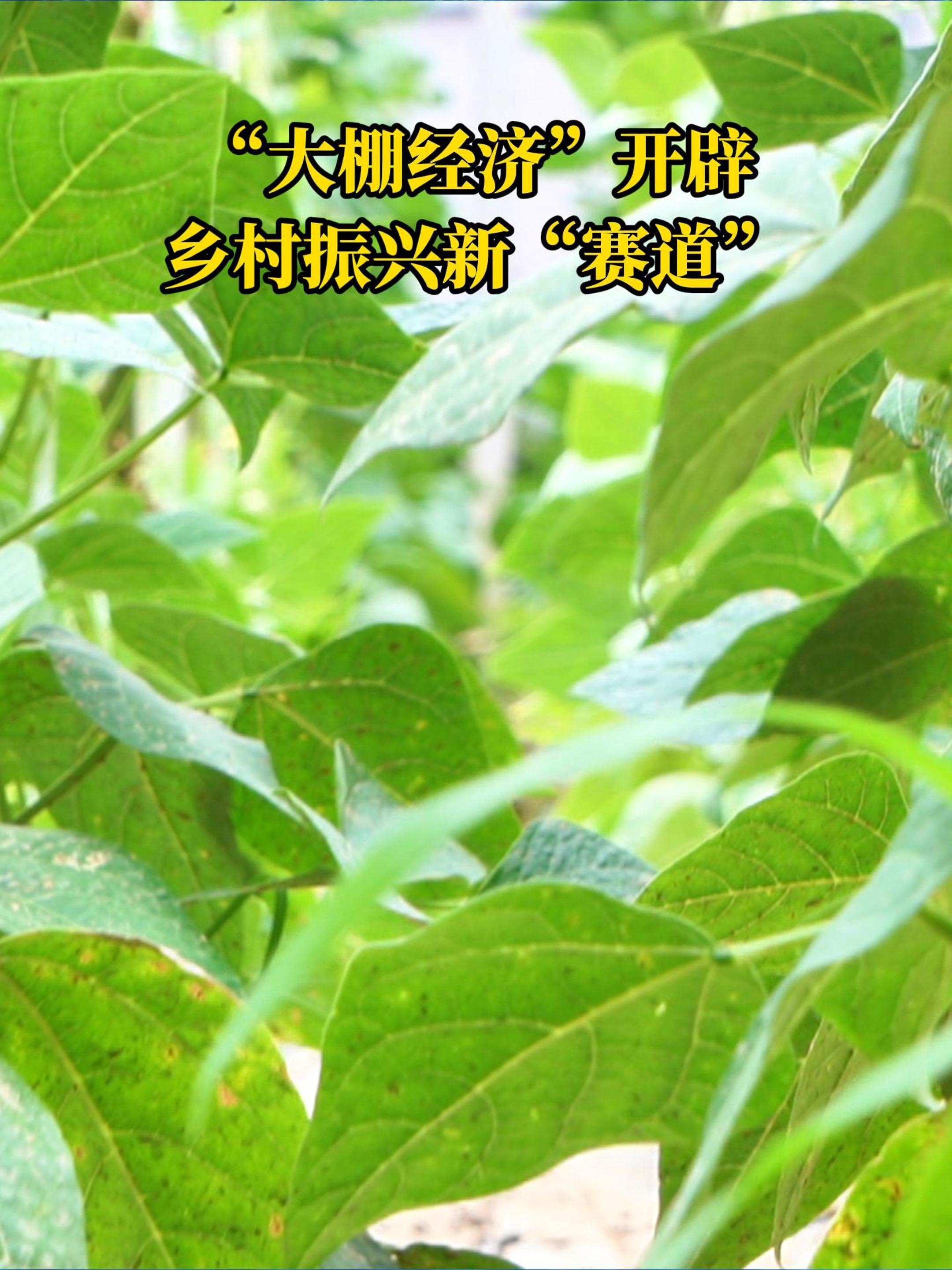 海曲微評丨“大棚經(jīng)濟”開辟鄉(xiāng)村振興新“賽道”
